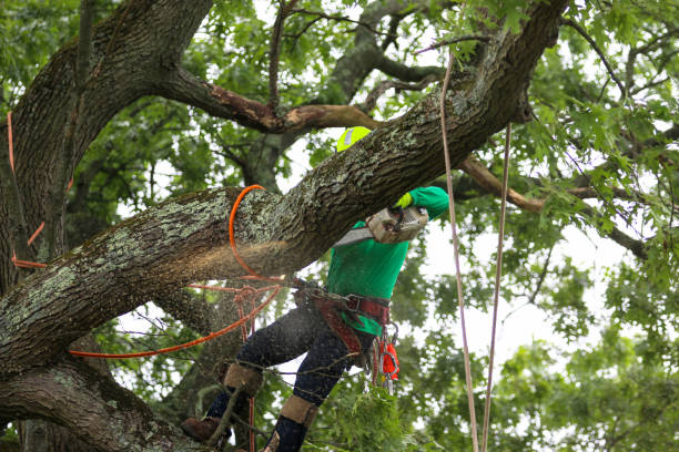 How Our Tree Care Process Works  in  Rockland, ME