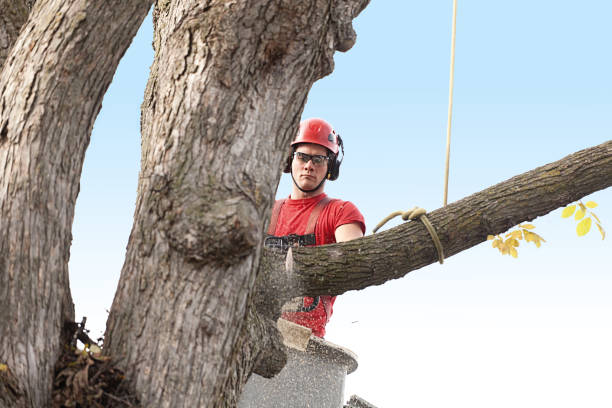 Leaf Removal in Rockland, ME